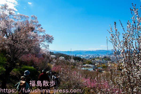 福島の花見山！桜の撮影スポット3選の画像